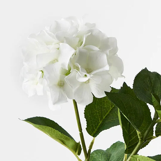 Hydrangea Plant - White