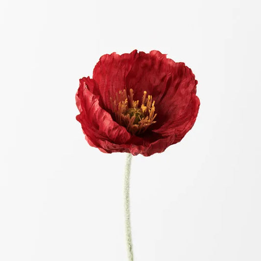 Iceland Poppy - Red