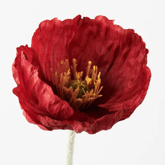 Iceland Poppy - Red