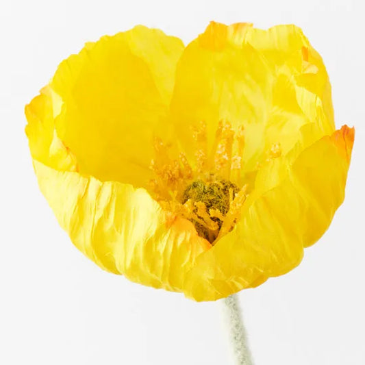 Iceland Poppy - Yellow