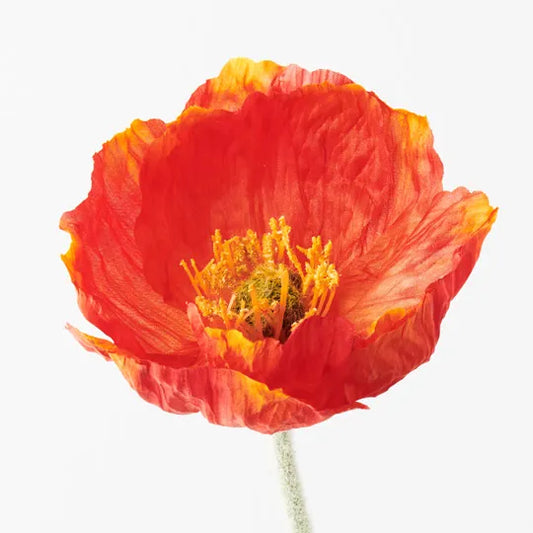 Iceland Poppy - Burnt Orange