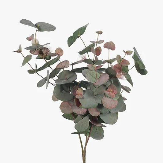 Eucalyptus Flowering Spinning Gum Bush